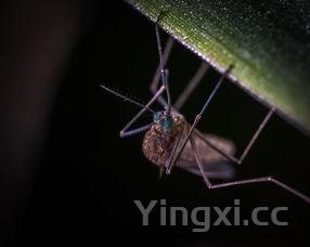 龙虾图片大全大图真实与视频，龙虾图片大全大图真实