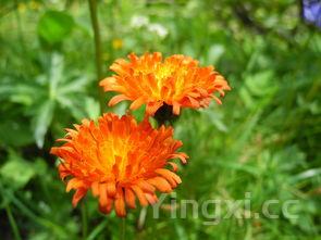 蒲公英对肝脏的损害,蒲公英对肝脏的损害糖尿病人