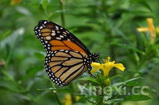 粽子制作方法，粽子制作方法视频