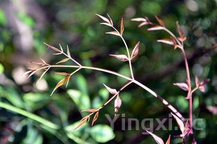 豆芽粗壮的6个绝招,豆芽菜怎么种植自制豆芽