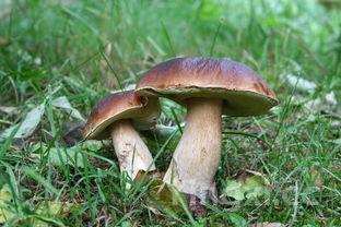 卤肉凉拌菜去哪里能学,学凉拌菜和卤肉哪家技术好