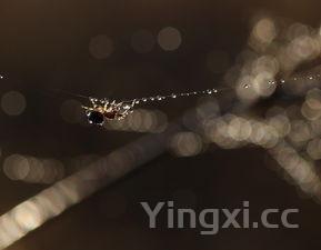 墨鱼的做法和步骤视频，墨鱼的做法和步骤