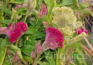 腌制腊八蒜怎么能变绿,怎样腌制腊八蒜才会变绿