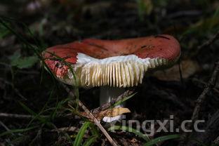 白蘑菇怎么做才好吃,口蘑怎么做才好吃又简单