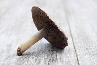 西藏蘑菇种类大全及图片，蘑菇种类大全及图片