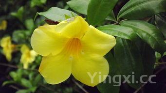 桂花副作用不良反应,桂花副作用吓人