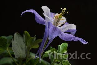 荠菜饺子馅最忌放三样地菜开花了还能做饺子馅吗,荠菜饺子馅最忌放三样