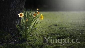 荠菜饺子馅最忌放三样地菜开花了还能做饺子馅吗,荠菜饺子馅最忌放三样