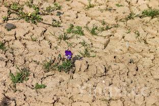 荠菜饺子馅最忌放三样地菜开花了还能做饺子馅吗,荠菜饺子馅最忌放三样