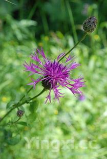 腊八蒜一夜变绿的窍门,腊八蒜一夜变绿的窍门是什么