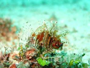 鱼刺少的鱼排行,鱼刺少的鱼排行图片