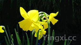 韭菜最简单的吃法，韭菜新吃法教你一个最想不到的做法