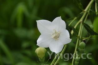 韭菜最简单的吃法,韭菜新吃法教你一个最想不到的做法