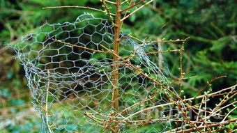 一天吃几个蚕蛹最营养，六种人不宜吃蚕蛹