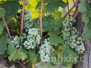 桑葚酒禁忌什么一起吃，桑葚酒的禁忌