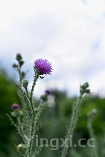 野刺苋菜图片功效与作用,苋菜图片功效与作用