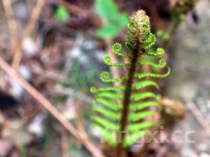 野刺苋菜图片功效与作用，苋菜图片功效与作用
