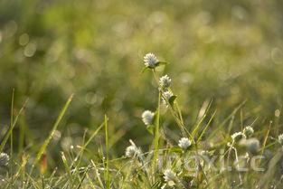 野刺苋菜图片功效与作用,苋菜图片功效与作用