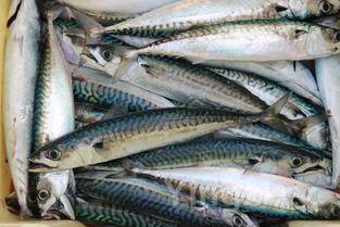 基围虾图片,新鲜基围虾图片