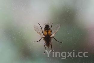 基围虾图片,新鲜基围虾图片