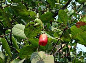 腰果西芹的营养功效,腰果西芹的家常做法大全