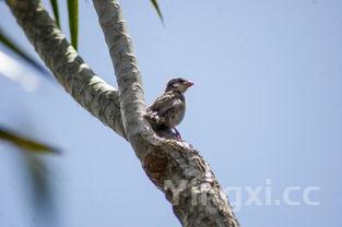 鲈鱼是淡水鱼还是海鱼怎么区别的图片,鲈鱼是淡水鱼还是海鱼