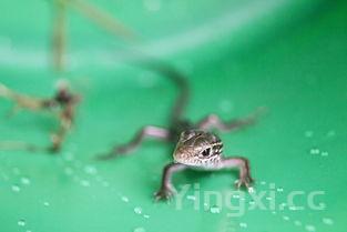 赛里木湖高白鲑鱼图片,鲑鱼图片