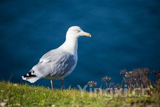 赛里木湖高白鲑鱼图片,鲑鱼图片