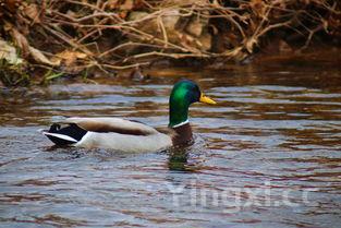 夏天炖鸭子怎么炖最好吃，炖鸭子的技巧