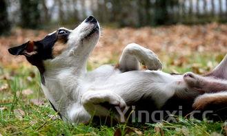 小鱿鱼为什么叫海兔，海兔鱼尽量少吃的原因