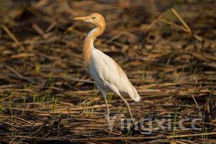 小鱿鱼为什么叫海兔,海兔鱼尽量少吃的原因
