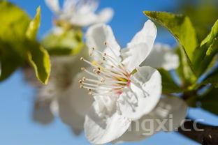 槐花的功效与作用禁忌，槐花的功效及用途