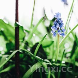 大耳毛野菜图片，野菜图片