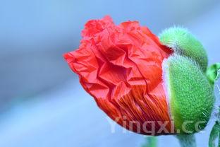 馒头花样大全简单好看，馒头花样大全