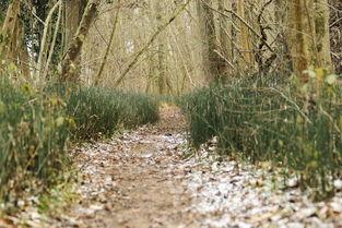 沙河特曲是哪里的，沙河特曲产地在哪里