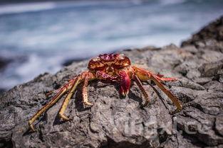 海螃蟹死了多久不能吃了，海螃蟹死了以后可以吃吗