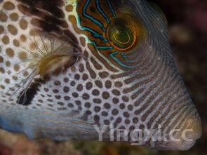 海鲶鱼图片三条纹，海鲶鱼图片