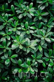 野木瓜图片,钝药野木瓜图片