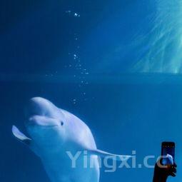 鲟鱼图片，长江鲟鱼图片