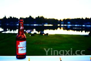 百威啤酒品种有哪些，百威啤酒有什么品种