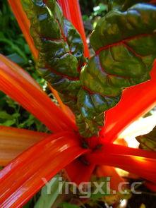 50种绿叶蔬菜大全，1000种蔬菜名称大全