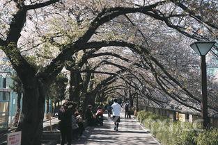千年杏花酒如何，千年杏花村高度价格