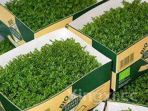 啤酒花产于哪里，啤酒花分布地区