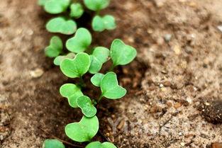 豌豆种植时间和方法,冬季豌豆种植时间和方法