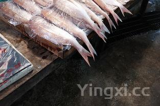 家常红烧鱼的简单做法窍门,家常红烧鱼的简单做法