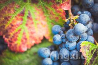 详细阅读:慕斯卡葡萄口感如何,智利慕斯卡葡萄 慕斯卡葡萄口感如何,智利慕斯卡葡萄