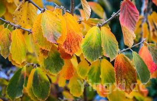 马齿苋对皮肤的功效,马齿苋对皮肤的功效与作用乳头病毒