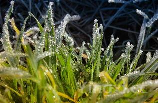 冰葡萄种植的气候条件，冰葡萄怎么种