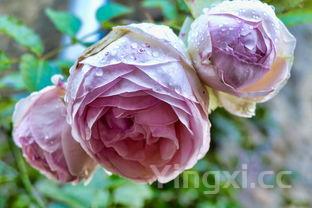 葡萄选购有什么窍门，买葡萄怎么选