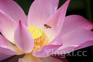 端午节100张图片,端午节100张图片真实